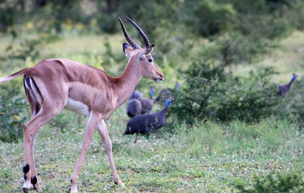 Zwahili Private Game Lodge and Spa