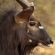 Zwahili Private Game Lodge and Spa Zwahili Private Game Lodge and Spa