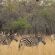 Zwahili Private Game Lodge and Spa Zwahili Private Game Lodge and Spa