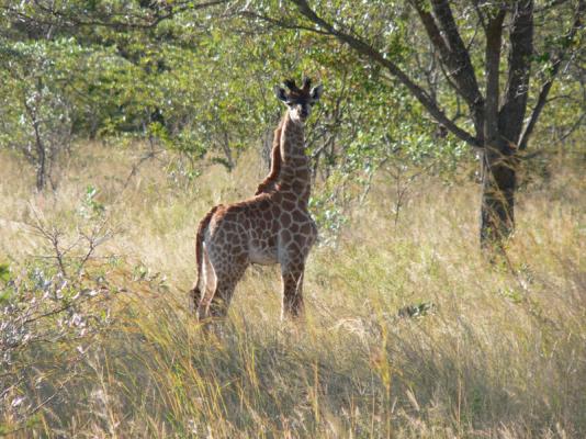 Izintaba Private Game Reserve