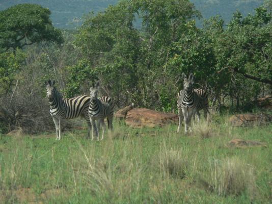 Izintaba Private Game Reserve