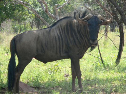 Izintaba Private Game Reserve