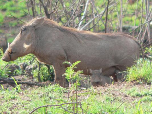 Izintaba Private Game Reserve