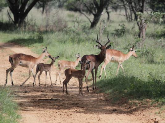 Izintaba Private Game Reserve