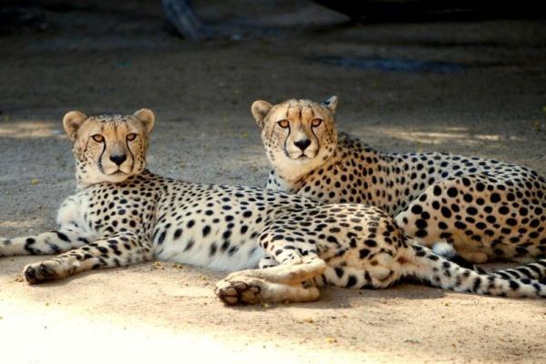 Cango Wildlife Ranch