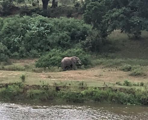 Elephant visiting