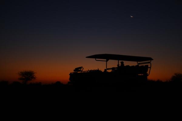 Evening safari