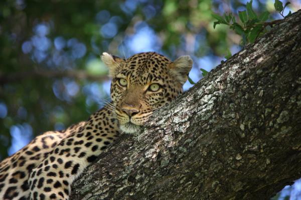 Wildlife - leopardess