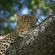 Wildlife - leopardess