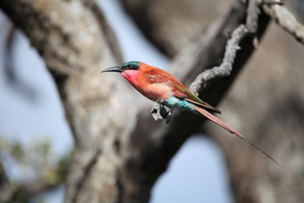 Wildlife - Carmine Bee-Eater