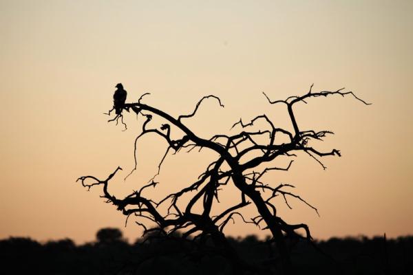 Wildlife - sunset