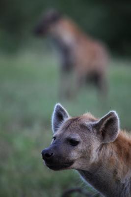 Wildlife - spotted hyena