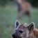 Wildlife - spotted hyena