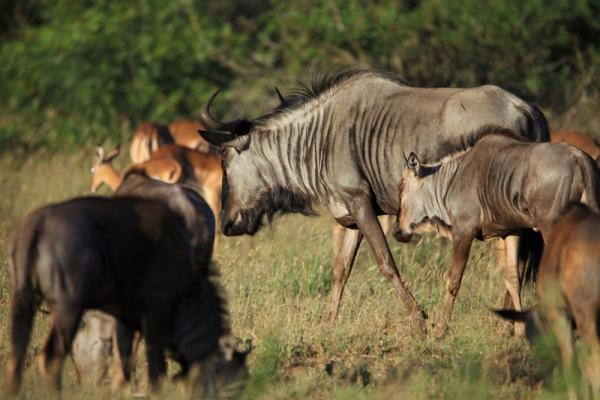 Wildlife - grazing plains