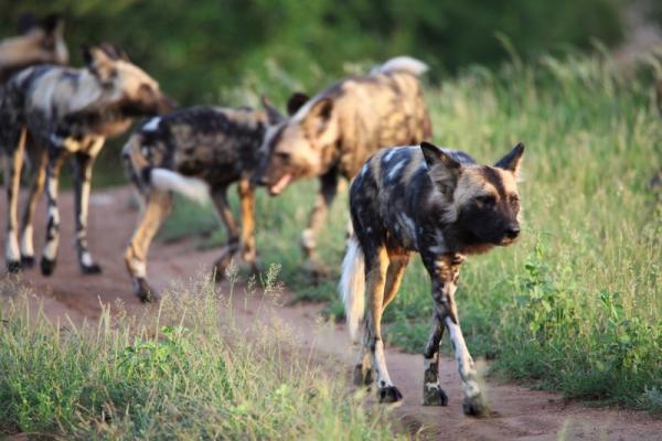 Wildlife - African wild dogs