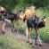 Wildlife - African wild dogs