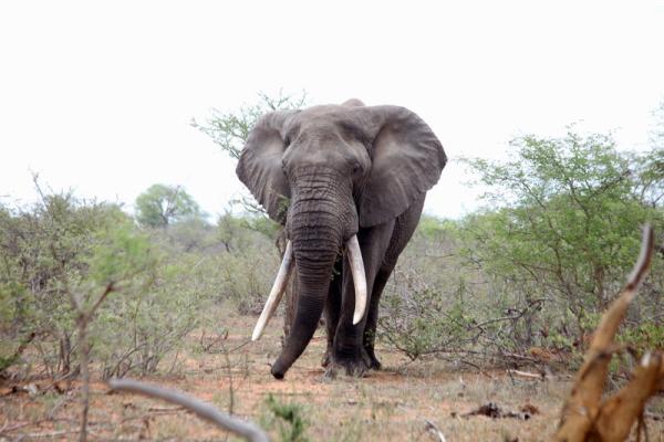 Wildlife - African elephant bull