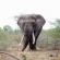 Wildlife - African elephant bull