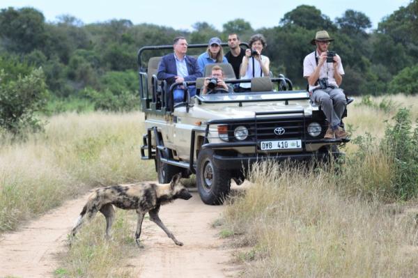 African wild dogs on safari