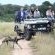 African wild dogs on safari