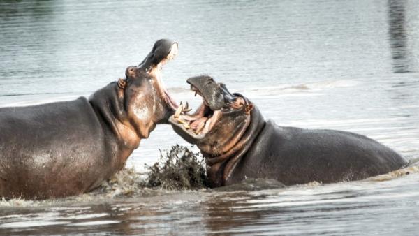 Kruger Park Game Drives