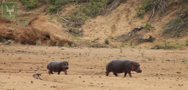 Kruger Park Game Drives