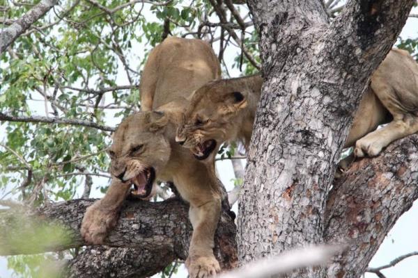 Kruger Park Game Drives