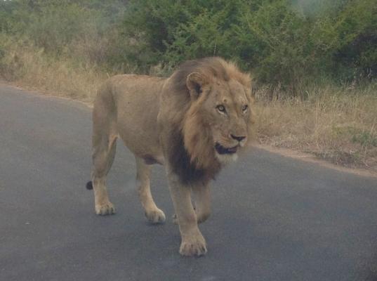 Kruger Park Game Drives