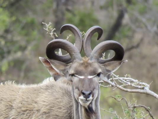 Kruger Park Game Drives