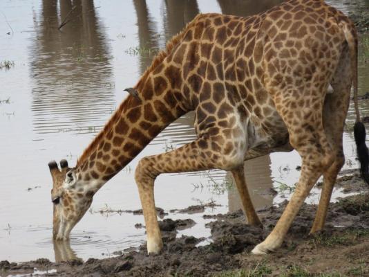 Kruger Park Game Drives