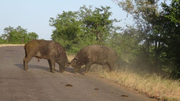 Kruger Park Game Drives