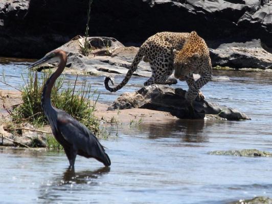 Kruger Park Game Drives