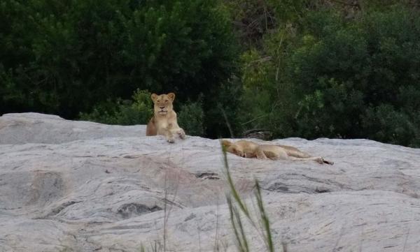 Kruger Park Game Drives