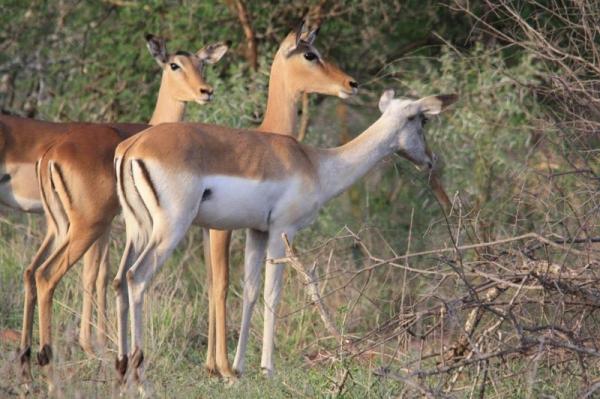 Kruger Park Game Drives