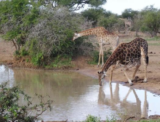 Kruger Park Game Drives