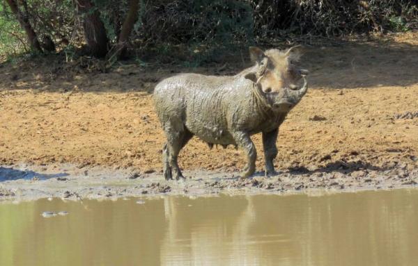 Kruger Park Game Drives