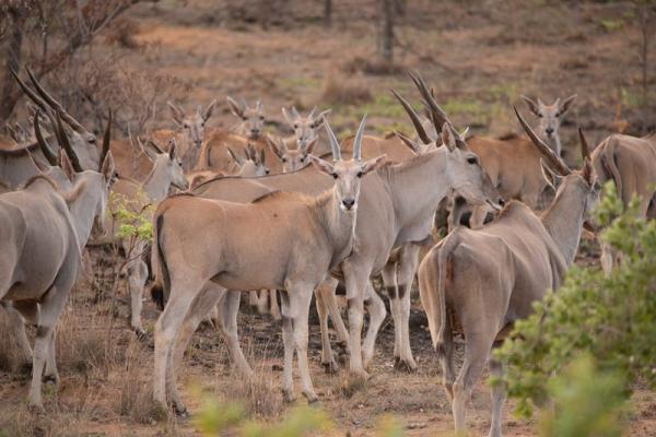 Nungubane Private Game Lodge