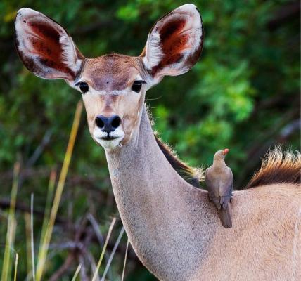 Nungubane Private Game Lodge