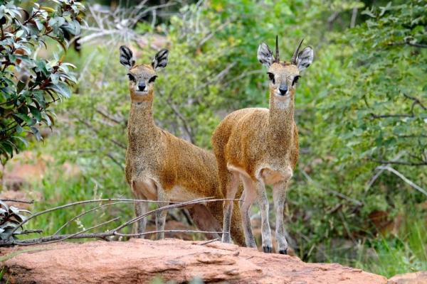 Nungubane Private Game Lodge