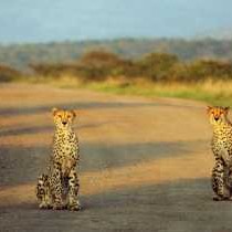 Thanda Private Game Reserve