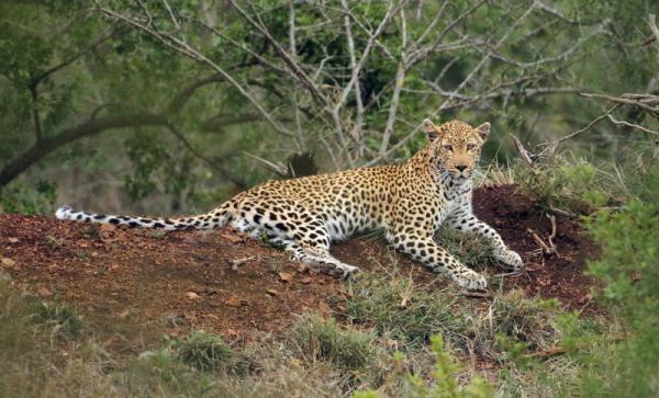 Thanda Private Game Reserve