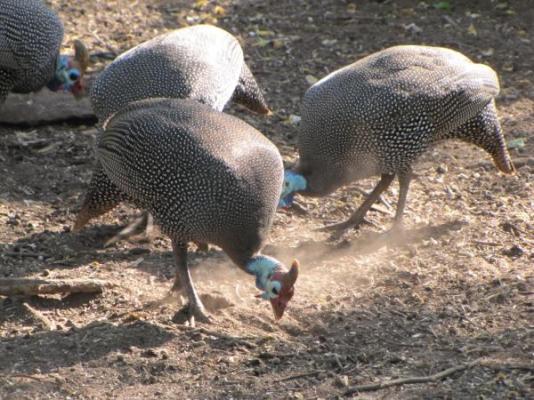 Du Bois Lodge Wildlife