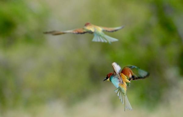 Birdwatching - European Bee-eaters