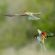 Birdwatching - European Bee-eaters