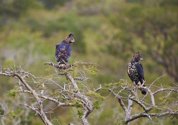Birdwatching - Crowned Eagles