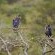 Birdwatching - Crowned Eagles