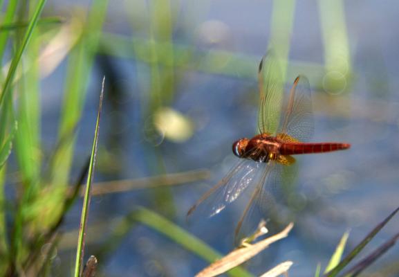 Wildlife - dragonfly