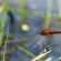 Wildlife - dragonfly