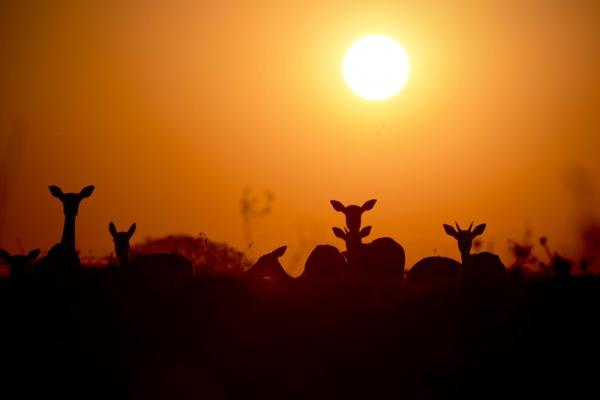 Wildlife - Impala