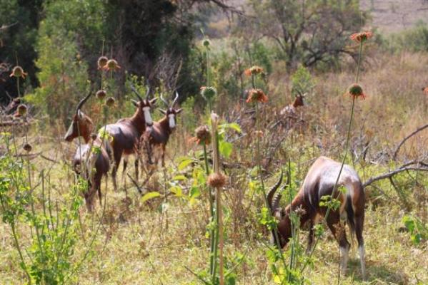 Kloof Bed and Breakfast